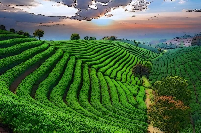 Longjing Tea Village
